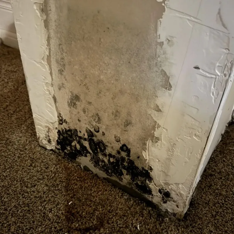 Professional Mold Removal in Glenwood, IL